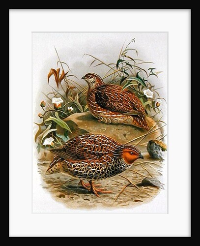 New Zealand Quail by Johan Gerard Keulemans