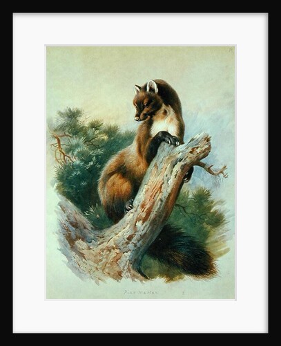 Pine Marten, 1919 by Archibald Thorburn
