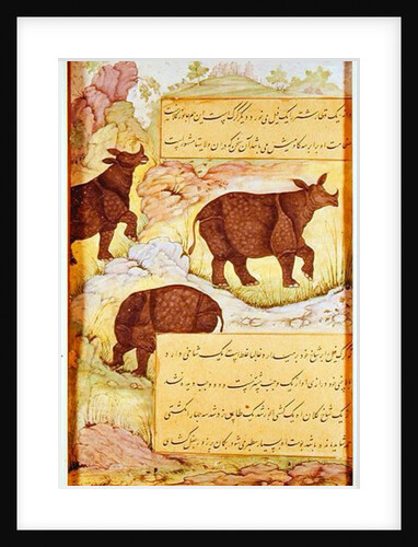 Rhinoceros by Mughal School