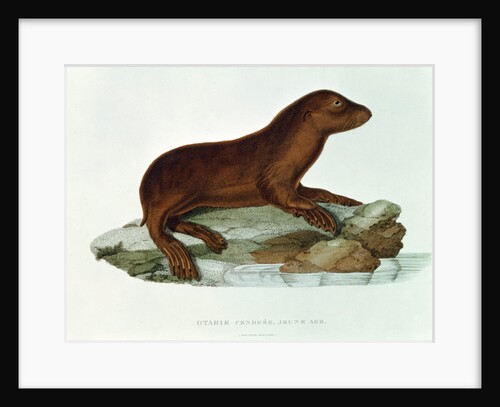 A Baby Australian Sealio by French School