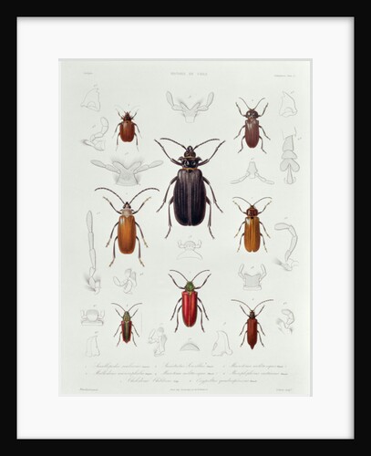 A Collection of Coleoptera found in Chile by French School