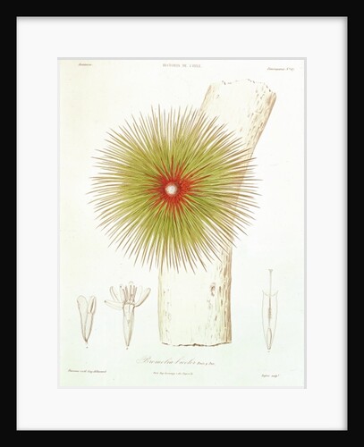 A Bromelia found in the Andes by French School