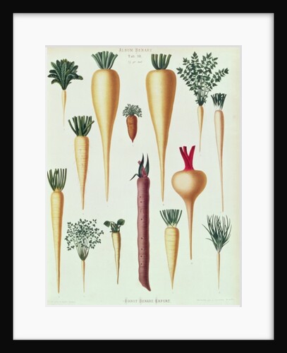 Turnips, Tab XII from the 'Album Benary' by Ernst Benary