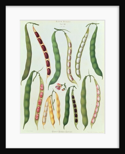 Beans, Tab VII from the 'Album Benary' by Ernst Benary