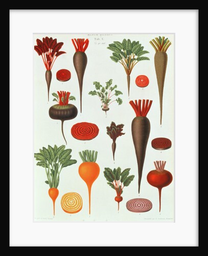 Beetroot, Tab X from the 'Album Benary' by Ernst Benary