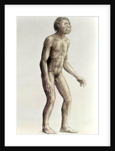 Homo habilis by Anonymous