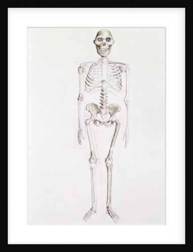 Skeleton of Australopithecus africanus by Anonymous