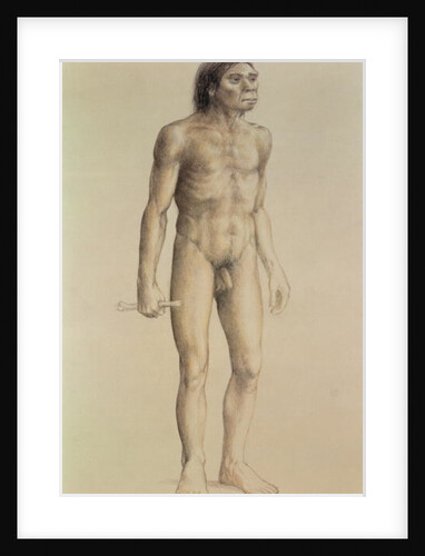 Homo erectus by English School