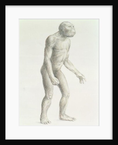Australopithecus boisei by English School