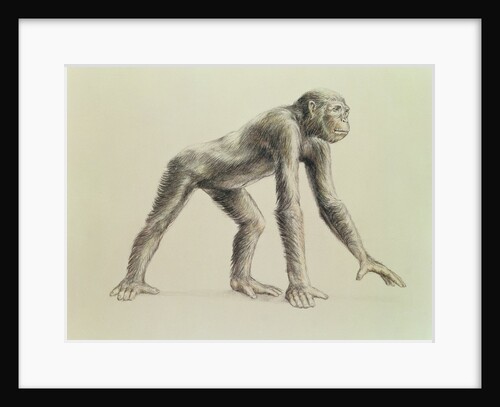 Dryopithecus Africanus by English School