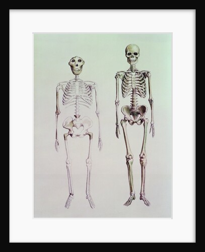 Skeletons of Australopithecus Boisei and Homo Sapiens by English School