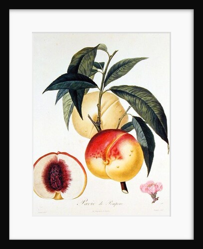 Pavie de Pompone, engraved by Bouquet by Pierre Antoine (after) Poiteau