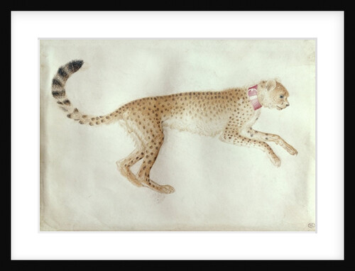 Bounding cheetah with a red collar by Antonio Pisanello