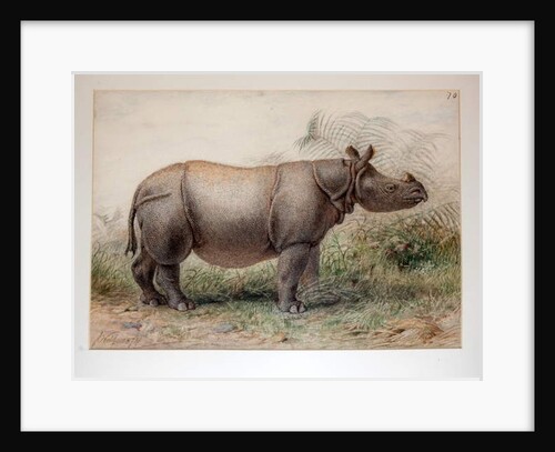 Javan Rhinoceros, 1874 by Joseph Wolf