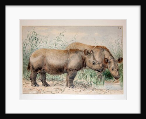Hairy Eared Rhinoceros by Joseph Wolf