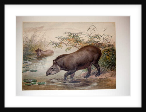 Tapir, 1880 by Joseph Wolf