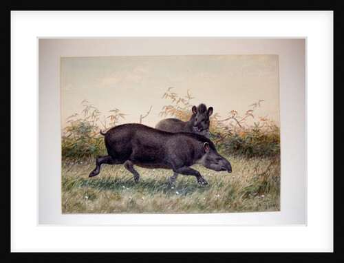 Tapir, 1880 by Joseph Wolf