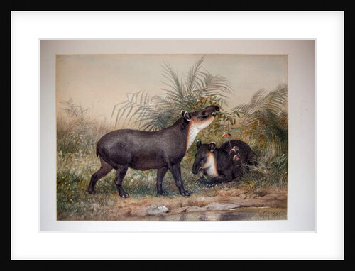 Tapir, 1880 by Joseph Wolf