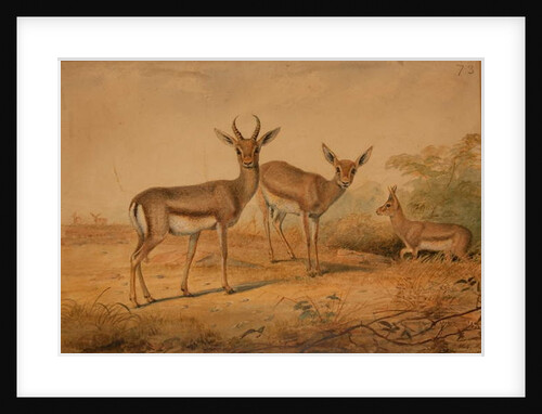 Persian Gazelle by Joseph Wolf