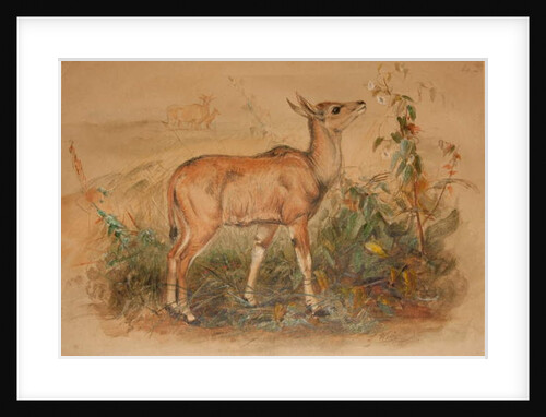 Young Eland by Joseph Wolf