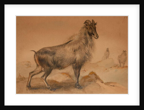 Thar by Joseph Wolf