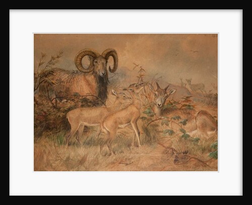 Vigne's Wild Sheep, 1858 by Joseph Wolf