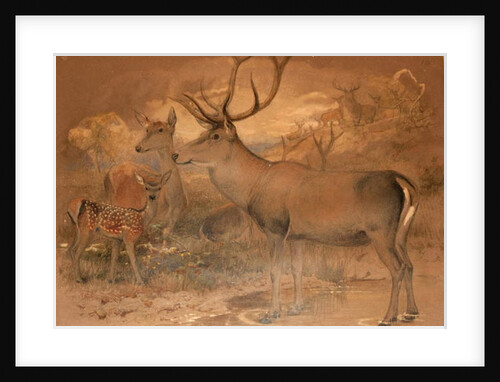 Persian Deer by Joseph Wolf