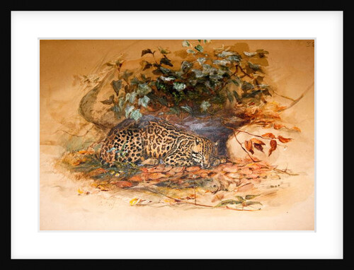 Ocelot, 1851-52 by Joseph Wolf