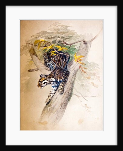Ocelot, 1851-52 by Joseph Wolf