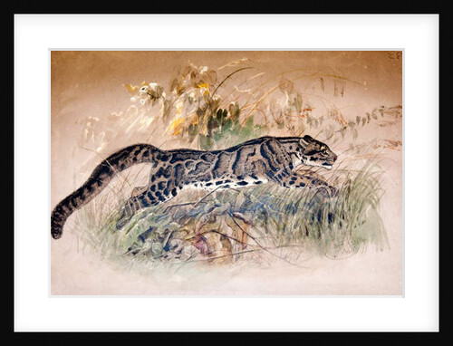 Clouded Leopard, 1851-69 by Joseph Wolf