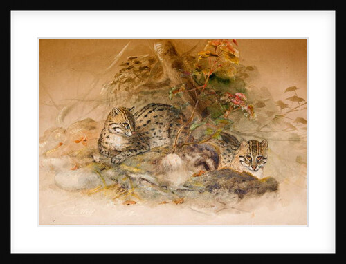 Wagati Cat, 1851-69 by Joseph Wolf