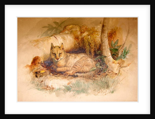 Egyptian Cat, 1851-69 by Joseph Wolf