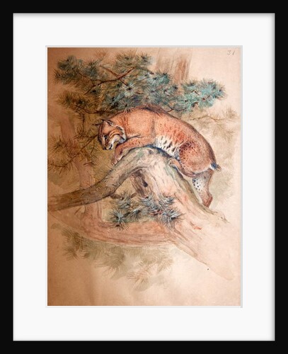 Norwegian Lynx, 1851-69 by Joseph Wolf