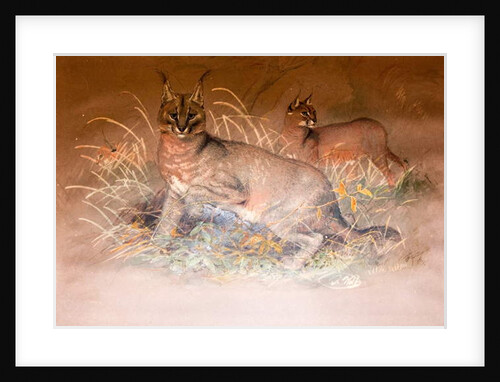 Caracal, 1851-69 by Joseph Wolf