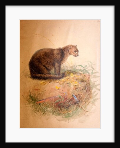 Yaguarundi Cat, 1851-69 by Joseph Wolf