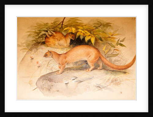 Eyra, 1851 by Joseph Wolf