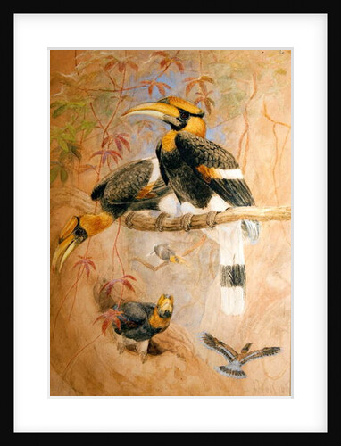 Concave-casqued Hornbill, 1856-67 by Joseph Wolf