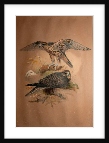 Lanner Falcon, 1856 by Joseph Wolf
