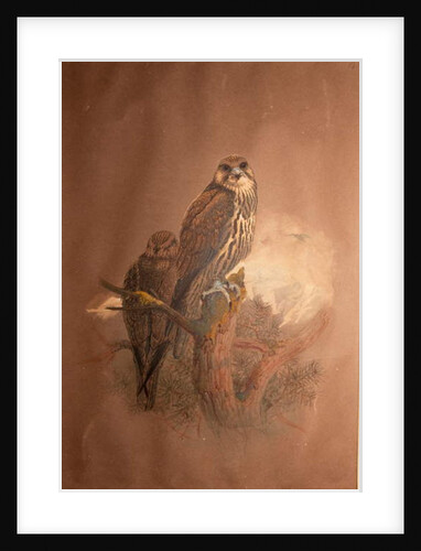 Saker Falcon, 1856-67 by Joseph Wolf