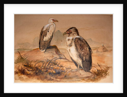Angola Vulture, 1856-67 by Joseph Wolf