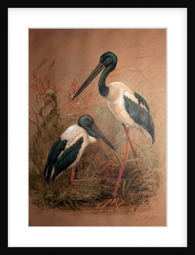 Black-necked Stork, 1856-67 by Joseph Wolf
