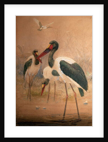 Saddle-billed Stork, 1856-67 by Joseph Wolf