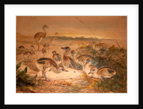 American Rheas, c.1851-76 by Joseph Wolf