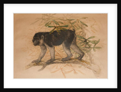 Ashy-black Macaque, 1869 by Joseph Wolf