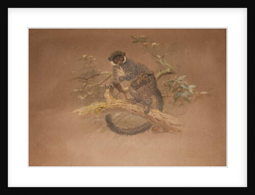 Black-footed Lemur by Joseph Wolf