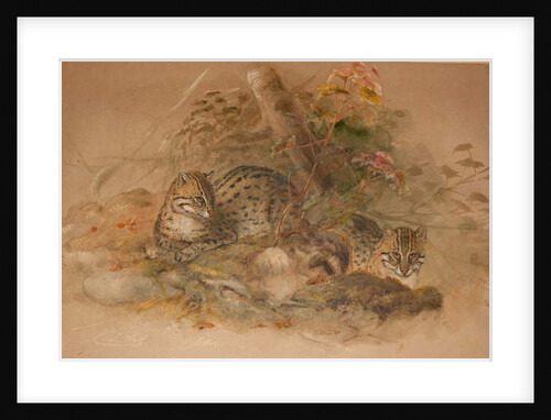 Clouded leopard by Joseph Wolf