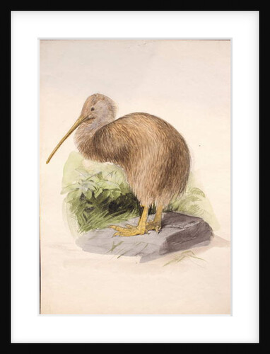 Kiwi, c.1850 by Joseph Wolf
