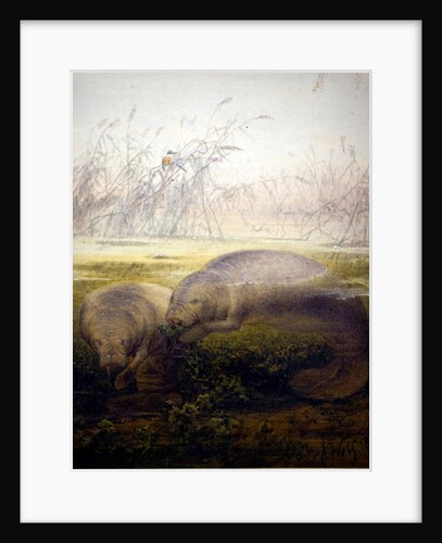 Manatee, 1879 by Joseph Wolf