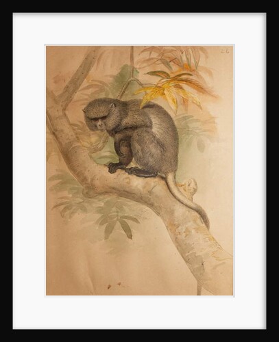 Stranger's Monkey by Joseph Wolf