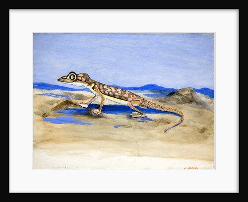 Palmatogecko rangei Anderson, 1928 by Joan Procter